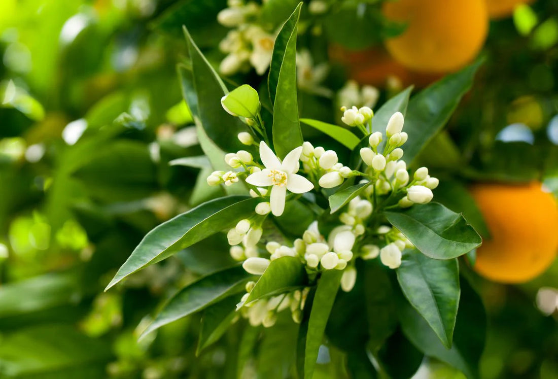 Essential Oil of Neroli